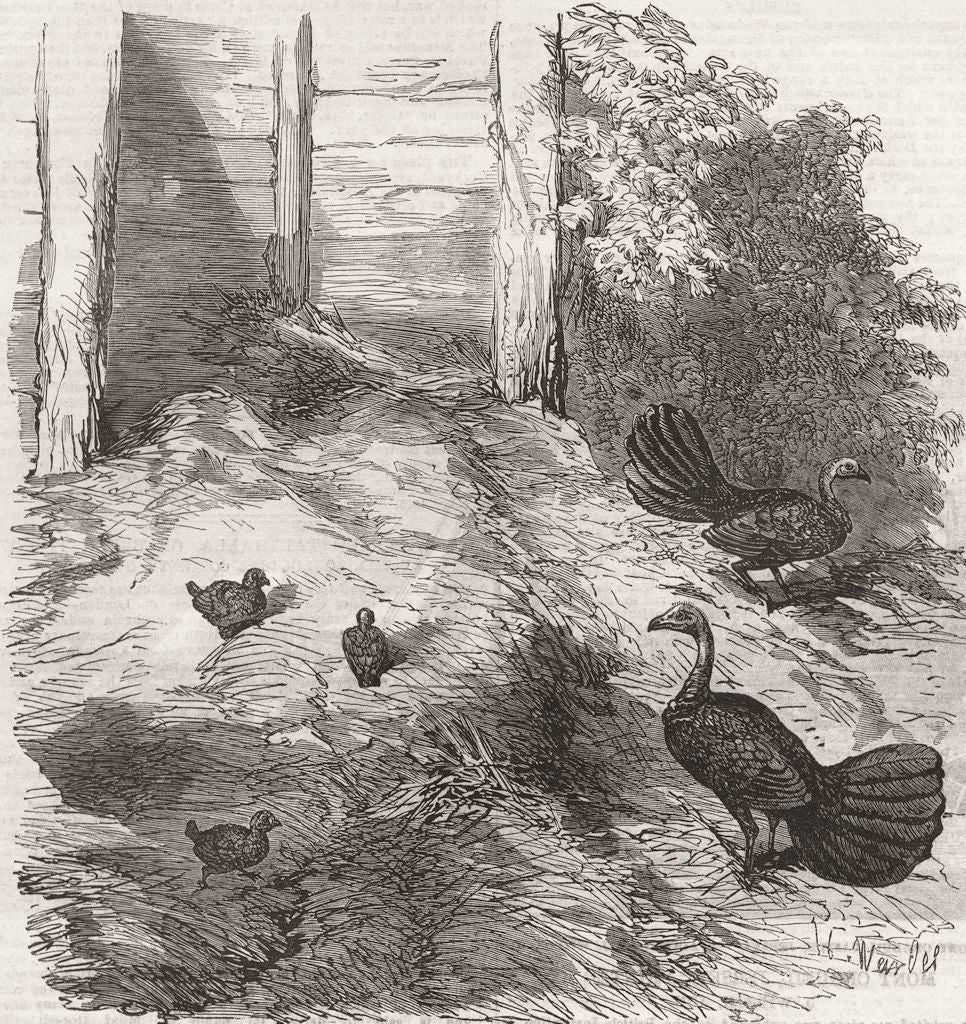 TURKEY. Nest of brush, Regent's Park 1854 old antique vintage print picture